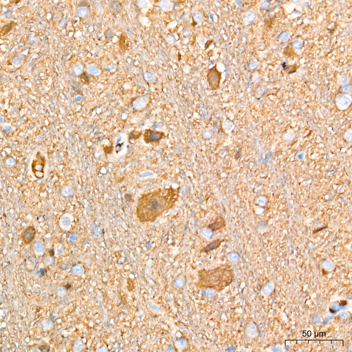 PGP9.5/UCHL1 Rabbit Monoclonal Antibody - Image 2
