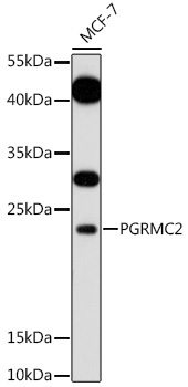 PGRMC2 Rabbit Polyclonal Antibody