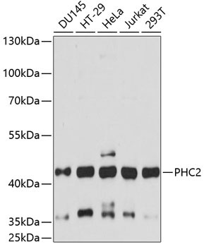 PHC2 Rabbit Polyclonal Antibody