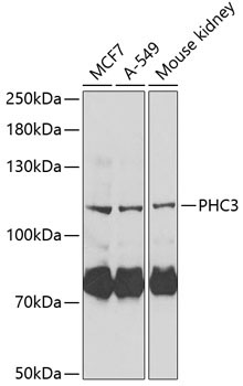 PHC3 Rabbit Polyclonal Antibody