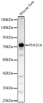 PHF21A Rabbit Polyclonal Antibody