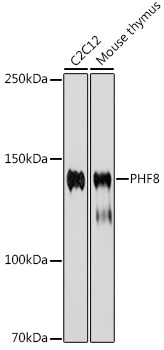 PHF8 Rabbit Monoclonal Antibody - Image 2