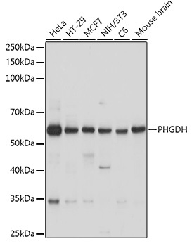 PHGDH Rabbit Polyclonal Antibody