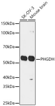 PHGDH Rabbit Polyclonal Antibody