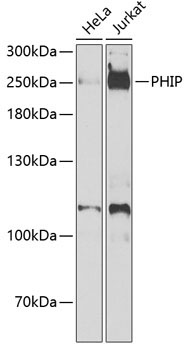 PHIP Rabbit Polyclonal Antibody