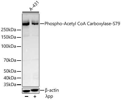 Phospho-Acetyl CoA Carboxylase-S79 Rabbit Monoclonal Antibody - Image 2