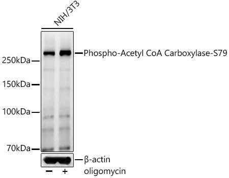 Phospho-Acetyl CoA Carboxylase-S79 Rabbit Polyclonal Antibody