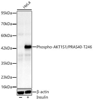 Phospho-AKT1S1/PRAS40-T246 Rabbit Monoclonal Antibody