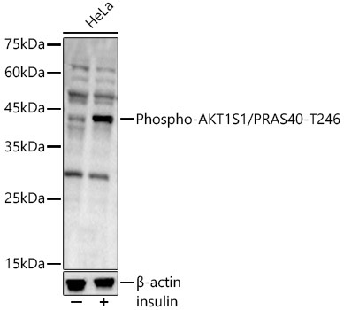 Phospho-AKT1S1/PRAS40-T246 Rabbit Polyclonal Antibody