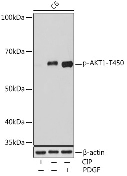 Phospho-AKT1-T450 Rabbit Monoclonal Antibody
