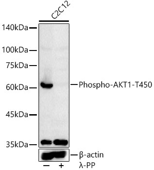 Phospho-AKT1-T450 Rabbit Polyclonal Antibody - Image 2