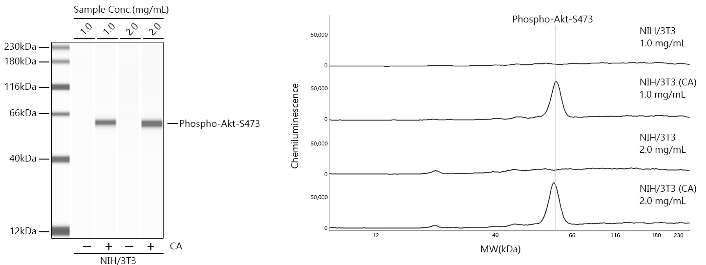 Phospho-Akt-S473 Rabbit Monoclonal Antibody