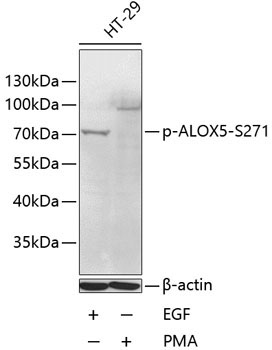 Phospho-ALOX5-S271 Rabbit Polyclonal Antibody