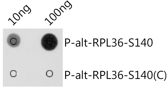Phospho-alt-RPL36-S140 Rabbit Polyclonal Antibody