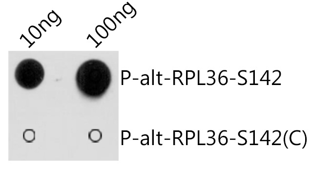 Phospho-alt-RPL36-S142 Rabbit Polyclonal Antibody