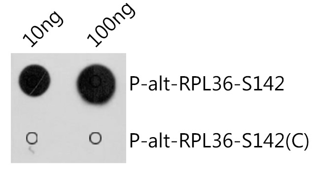 Phospho-alt-RPL36-S142 Rabbit Polyclonal Antibody - Image 2
