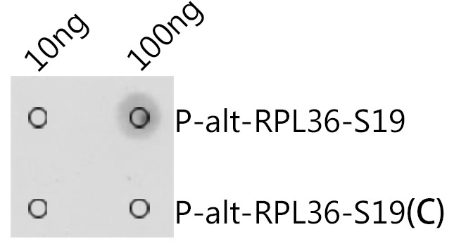 Phospho-alt-RPL36-S19 Rabbit Polyclonal Antibody