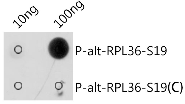 Phospho-alt-RPL36-S19 Rabbit Polyclonal Antibody - Image 2