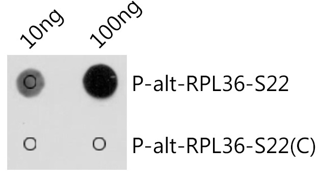 Phospho-alt-RPL36-S22 Rabbit Polyclonal Antibody