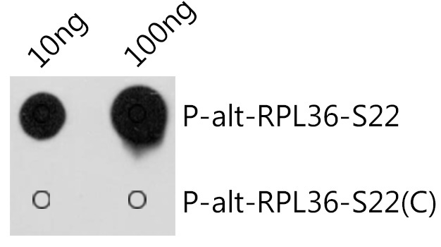 Phospho-alt-RPL36-S22 Rabbit Polyclonal Antibody - Image 2