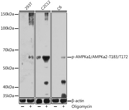 Phospho-AMPKa1/AMPKa2-T183/T172 Rabbit Polyclonal Antibody