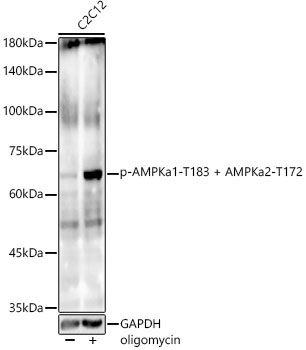 Phospho-AMPKa1-T183 + AMPKa2-T172 Rabbit Monoclonal Antibody