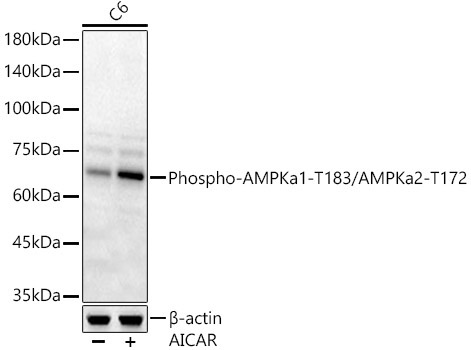 Phospho-AMPKa1-T183/AMPKa2-T172 Rabbit Polyclonal Antibody
