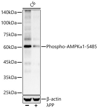 Phospho-AMPKAlpha1-S485 Rabbit Polyclonal Antibody