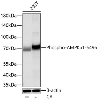 Phospho-AMPKAlpha1-S496 Rabbit Monoclonal Antibody - Image 2