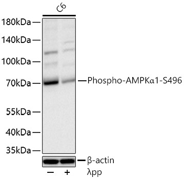 Phospho-AMPKAlpha1-S496 Rabbit Monoclonal Antibody - Image 3