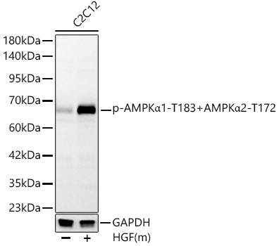 Phospho-AMPKAlpha1-T183+AMPKAlpha2-T172 Rabbit Monoclonal Antibody