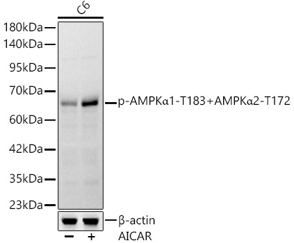 Phospho-AMPKAlpha1-T183+AMPKAlpha2-T172 Rabbit Monoclonal Antibody - Image 2