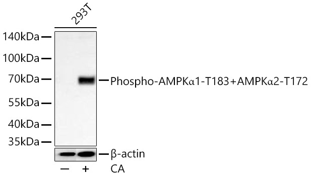 Phospho-AMPKAlpha1-T183+AMPKAlpha2-T172 Rabbit Monoclonal Antibody - Image 3