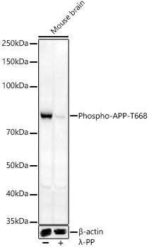 Phospho-APP-T668 Rabbit Polyclonal Antibody