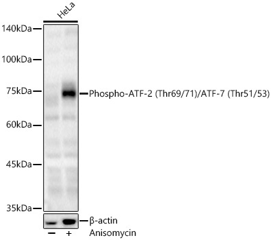 Phospho-ATF-2 (Thr69/71)/ATF-7 (Thr51/53) Rabbit Polyclonal Antibody