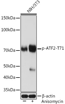 Phospho-ATF2-T71 Rabbit Monoclonal Antibody