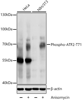 Phospho-ATF2-T71 Rabbit Polyclonal Antibody