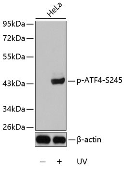 Phospho-ATF4-S245 Rabbit Polyclonal Antibody