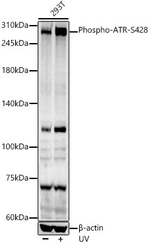 Phospho-ATR-S428 Rabbit Polyclonal Antibody