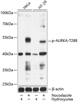 Phospho-AURKA-T288 Rabbit Polyclonal Antibody