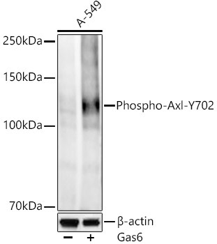 Phospho-Axl-Y702 Rabbit Monoclonal Antibody