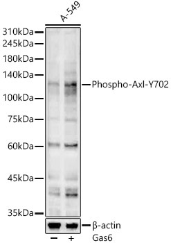 Phospho-Axl-Y702 Rabbit Polyclonal Antibody