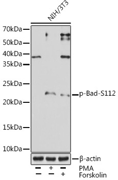 Phospho-Bad-S112 Rabbit Monoclonal Antibody
