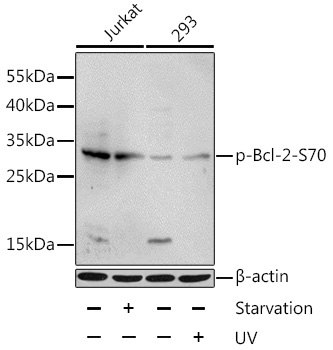 Phospho-Bcl-2-S70 Rabbit Polyclonal Antibody