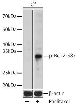 Phospho-Bcl-2-S87 Rabbit Polyclonal Antibody