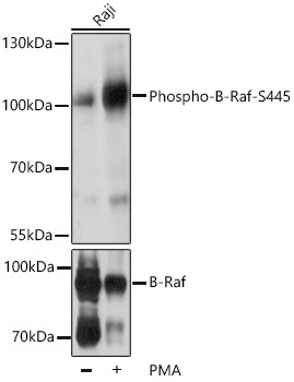 Phospho-B-Raf-S445 Rabbit Polyclonal Antibody