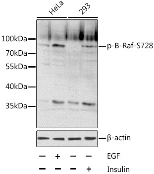 Phospho-B-Raf-S728 Rabbit Polyclonal Antibody