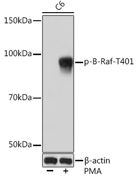 Phospho-B-Raf-T401 Rabbit Monoclonal Antibody