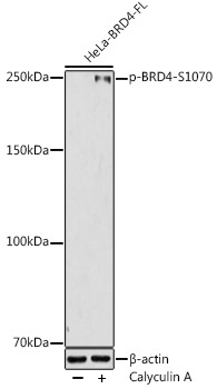 Phospho-BRD4-S1070 Rabbit Polyclonal Antibody