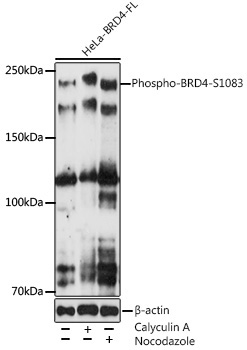 Phospho-BRD4-S19,4003 Rabbit Monoclonal Antibody